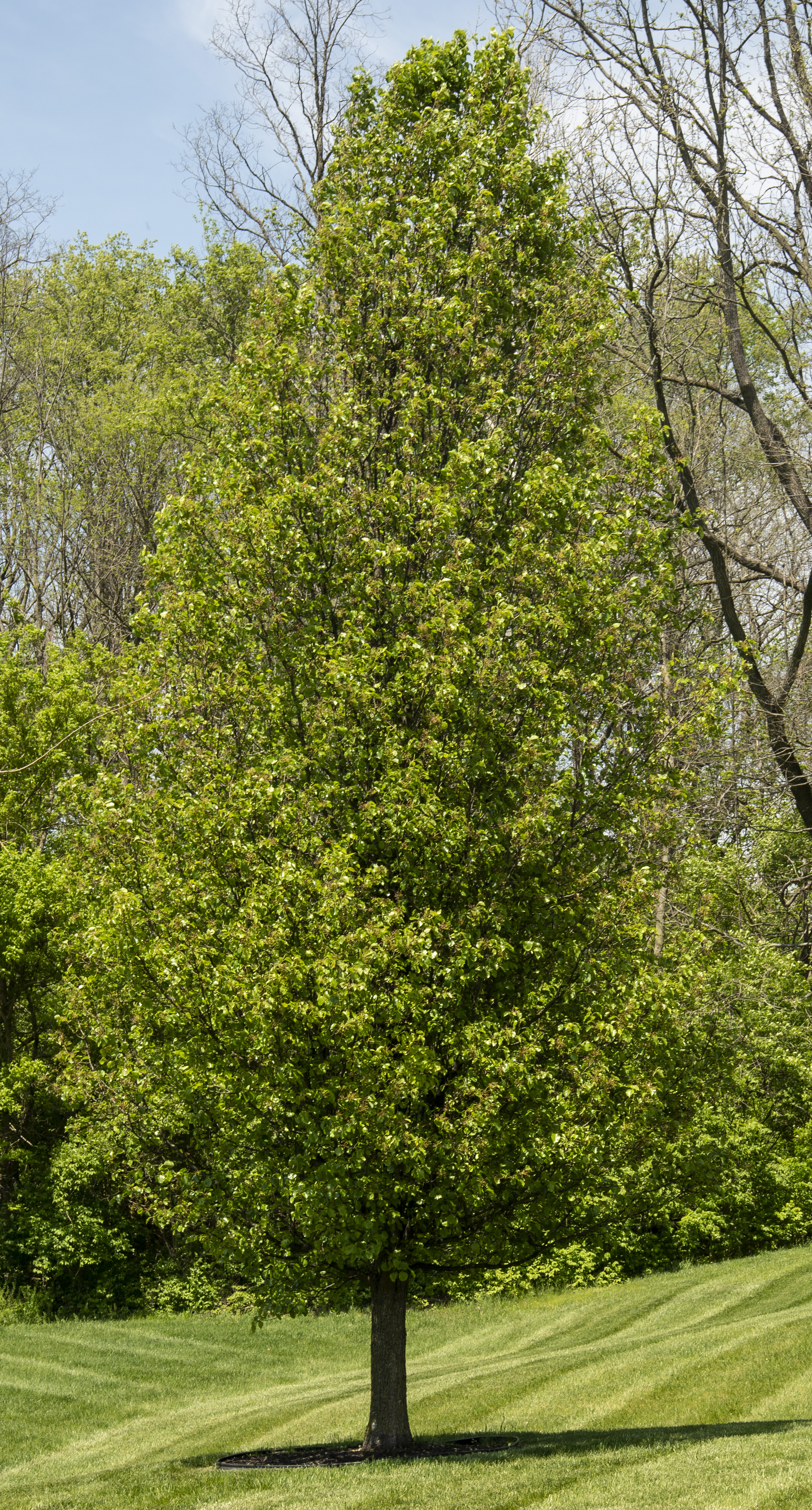 May2-BradfordPear